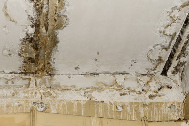 Best Mold Removal for HVAC Installations  in Kentland, IN