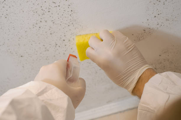 Kentland, IN Mold Removal Company