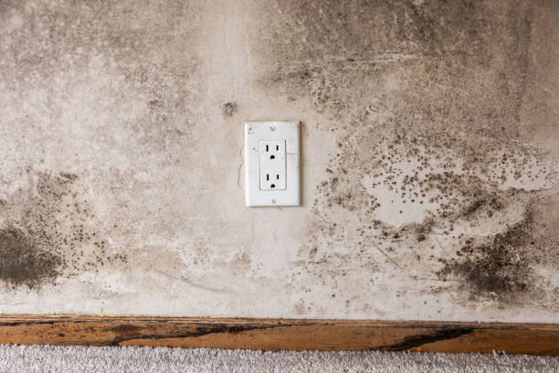  Kentland, IN Mold Removal Pros